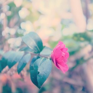 è±ãã²ããã¨ã