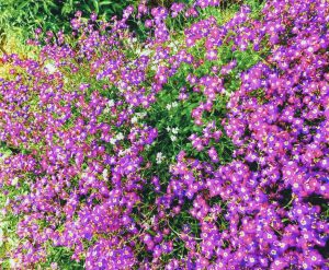 FB_IMG_1587284457993_2 (1)